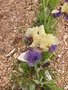 vignette Iris jaune et violet 'Jurassic Park'