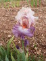 vignette Iris rose et violet