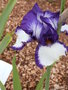 vignette Iris blanc et violet 'Rare Quality'