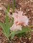 vignette Iris rose 'Perle rose'