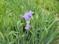 vignette Iris germanica 'Babbling Brook'  ?