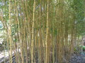 vignette Fort de bambous