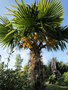 vignette trachycarpus fortunei (inflo)