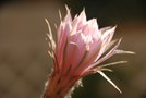 vignette Echinopsis sp.  (hybride)