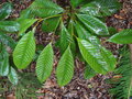 vignette Nothofagus codonandra