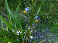 vignette Dianella tasmanica au 06 06 13