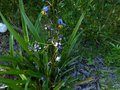 vignette Dianella tasmanica autre vue au 06 06 13