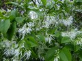 vignette Chionanthus Virginicus arbre à neige agréablement parfumé au 06 06 13