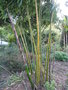 vignette Phyllostachys bambousoides 'castiloni inversa'