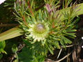 vignette Protea scolymocephala, Roscoff