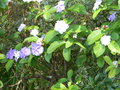 vignette Brunfelsia pauciflora