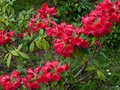 vignette Rhododendron Melville au 09 06 13