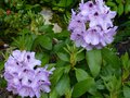 vignette Rhododendron Blue Jay au 09 06 13
