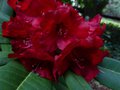 vignette Rhododendron Leo autre vue au 08 06 13