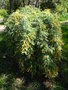 vignette Acacia dealbata 'Pendula'