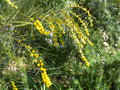 vignette Acacia havilandii