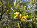 vignette Acacia eremophila