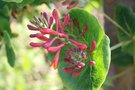 vignette Lonicera x brownii 'Dropmore Scarlet'