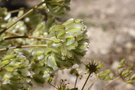 vignette Thapsia garganica