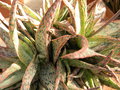 vignette Aloe x 'Pink Blush'