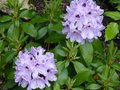 vignette Rhododendron Blue Jay au 10 06 13