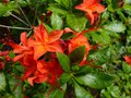 vignette Rhododendron Bakeri Camp's red Cumberlandense au 10 06 13