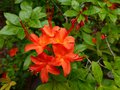 vignette Rhododendron Bakeri Camp's red Cumberlandense gros plan au 11 06 13