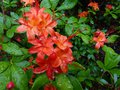 vignette Rhododendron Bakeri Camp's red Cumberlandense gros plan au 13 06 13