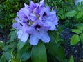 vignette Rhododendron Blue Jay gros plan au 08 06 13