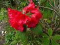 vignette Rhododendron Melville gros plan au 09 06 13