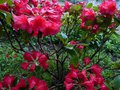 vignette Rhododendron Melville au 13 06 13