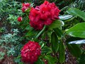 vignette Rhododendron Leo au 13 06 13