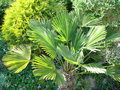 vignette Trachycarpus wagnerianus, mon jardin
