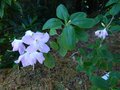 vignette Rhododendron Arunachal Pradesh inconnu au 10 06 13