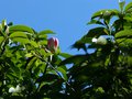 vignette Manglietia Insignis fleur en train de s'ouvrir au 14 06 13