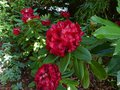 vignette Rhododendron Leo au 14 06 13