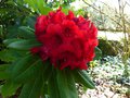 vignette Rhododendron Leo gros plan au 14 06 13