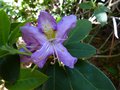 vignette Rhododendron Trichantum autre gros plan au 14 06 13