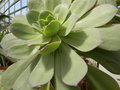 vignette Aeonium