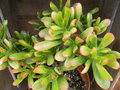 vignette Crassula ovata 'Hobbit'