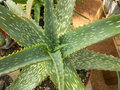 vignette Aloe concinna