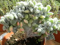 vignette Echeveria pulvinata 'Cristata'