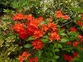 vignette Rhododendron Bakeri Camp's red Cumberlandense au 15 06 13