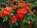 vignette Rhododendron Bakeri Camp's red Cumberlandense au 14 06 13