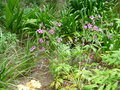 vignette Geranium palmatum