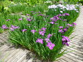 vignette Iris kaempferi = Iris ensata - Iris japonais