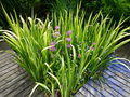 vignette Iris , Primula - Primevres et Myosotis palustris