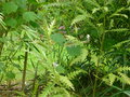 vignette Grevillea asplenifolia