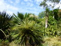 vignette Cordyline australis cv