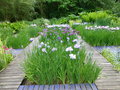 vignette Iris kaempferi = Iris ensata - Iris japonais